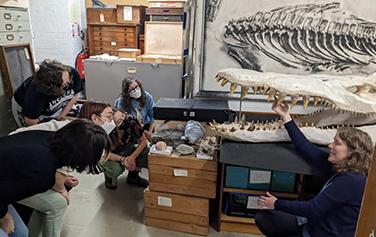 Geology curator describes the conservation of a rare pliosaur skill.