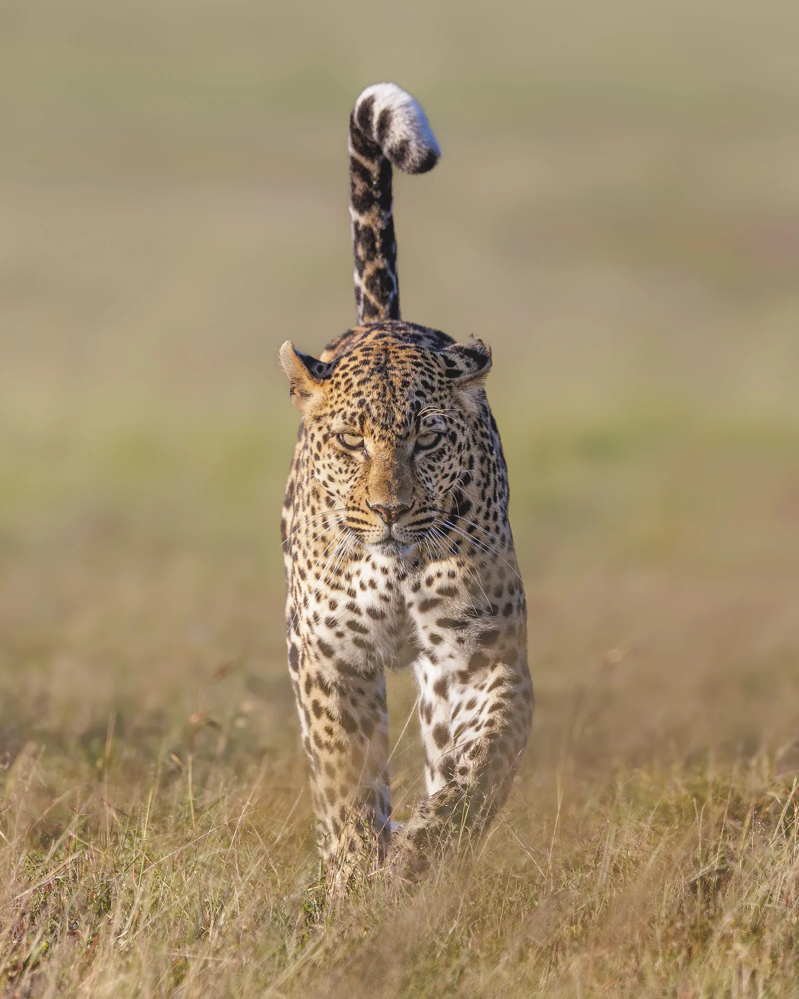 Vicki Santello's photo of a leopard walking toward the camera