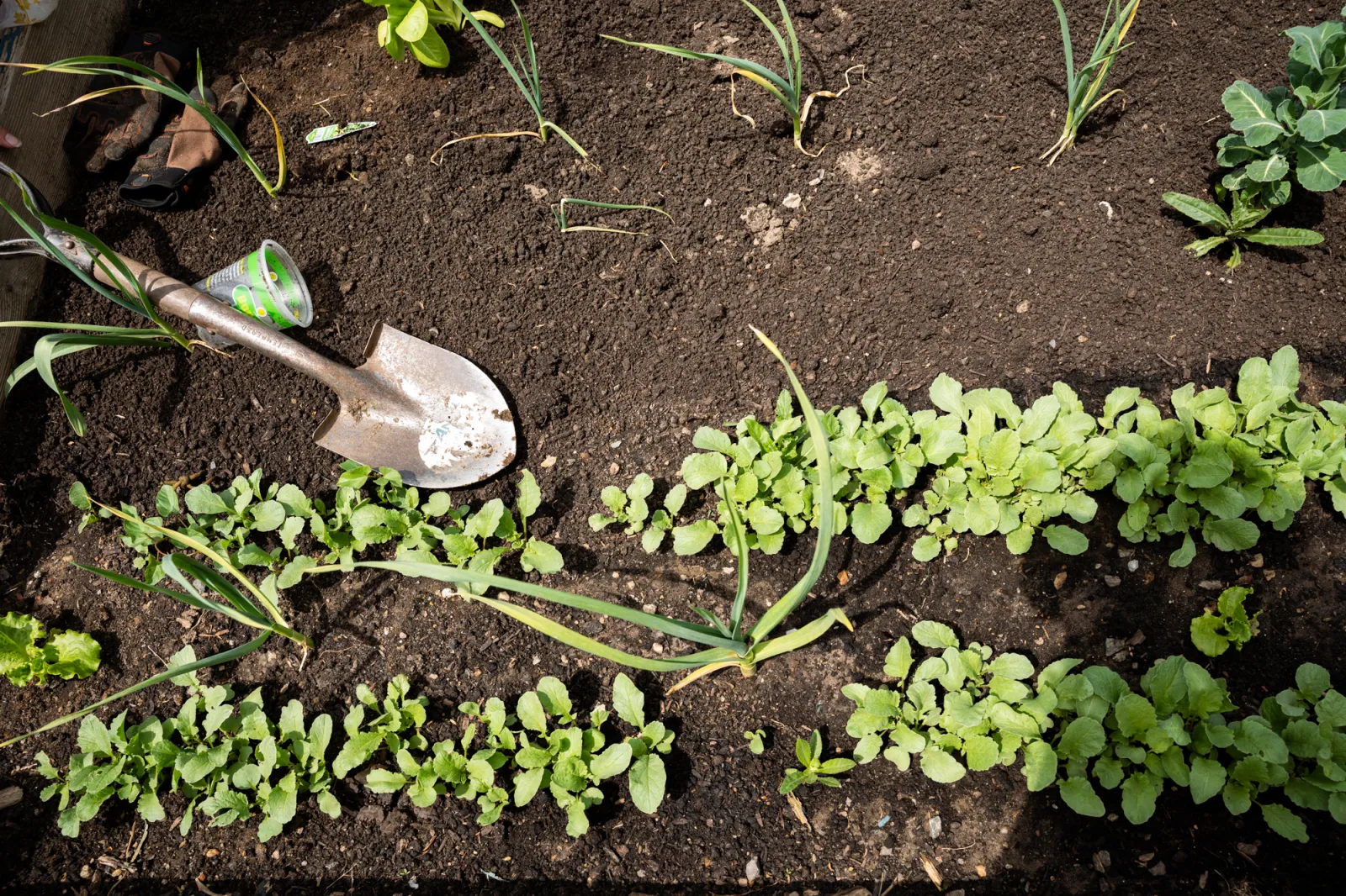 A row of plants in the Community Garden. Photo by Caroline Bittenbender.