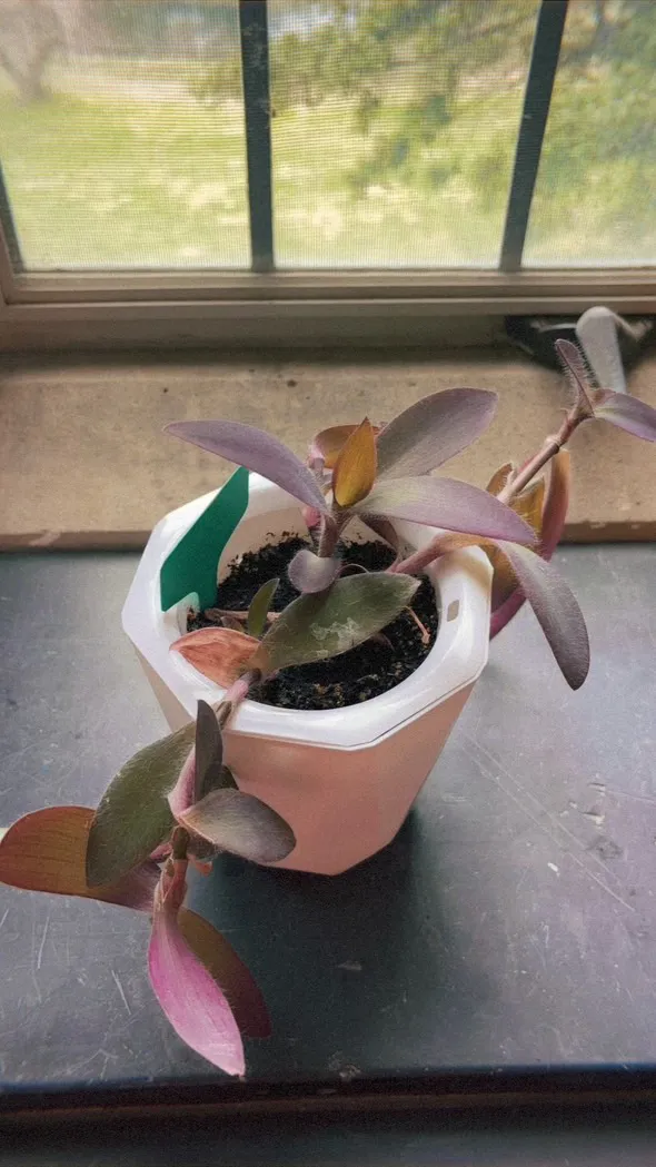 Plant Library