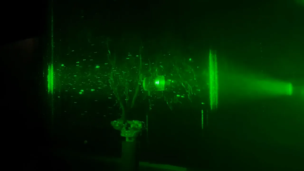 Coral in the flow tank
