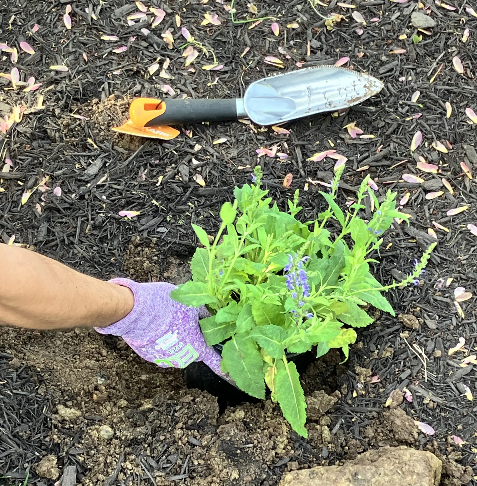 A plant is planted in the ground of the healing garden.