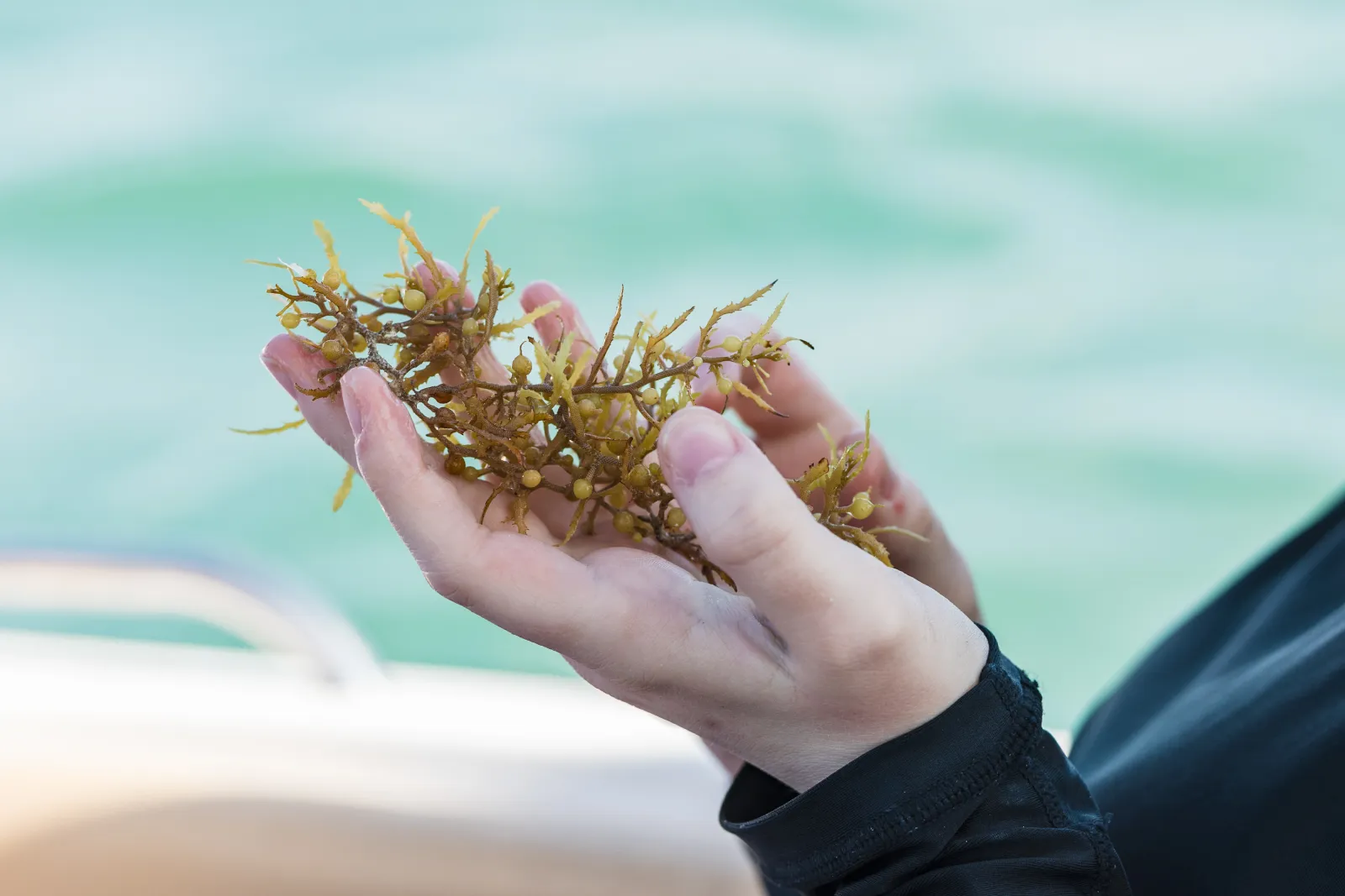 a piece of sea plant in a student's hand