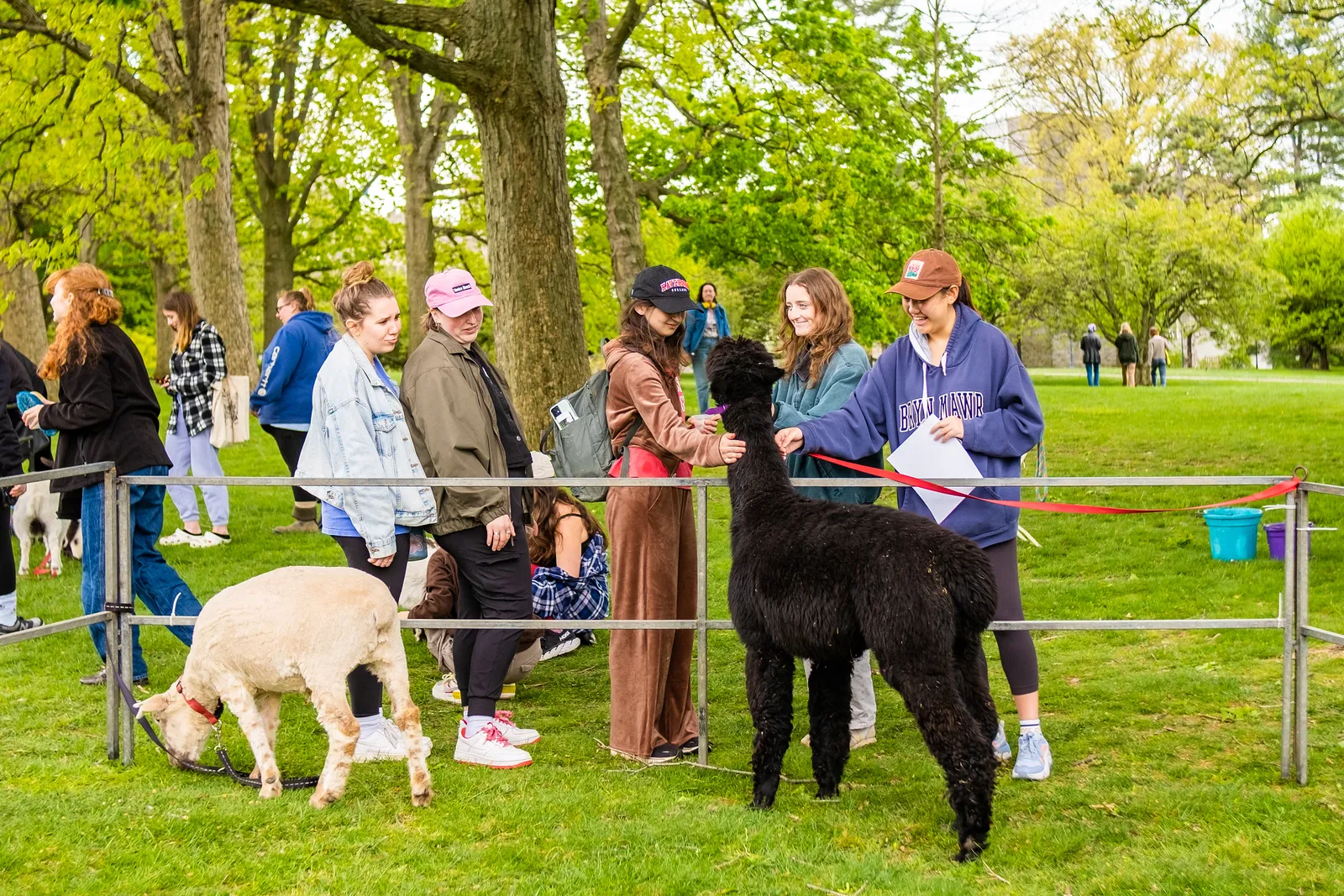 petting zoo
