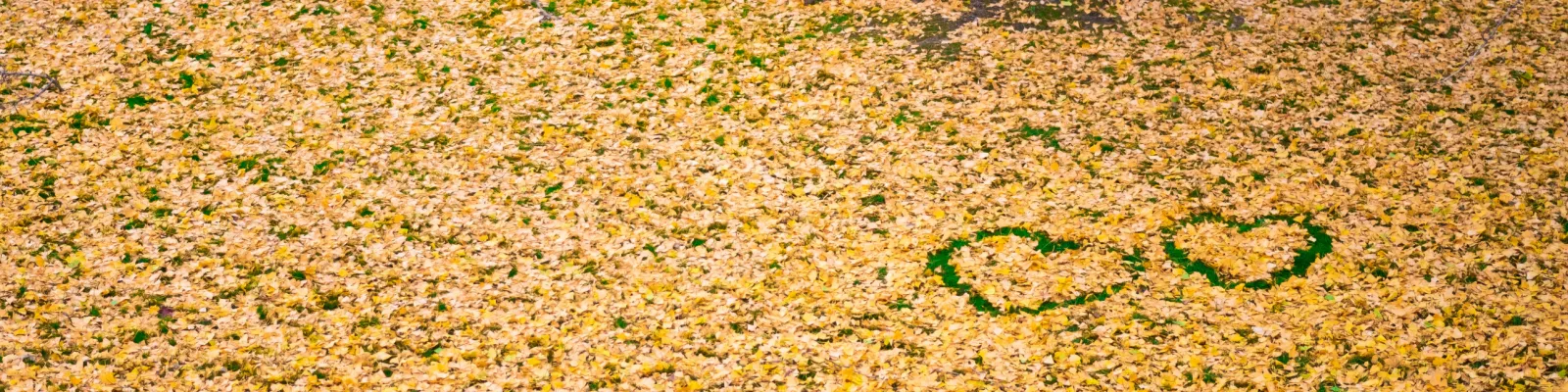 Campus banner 6
