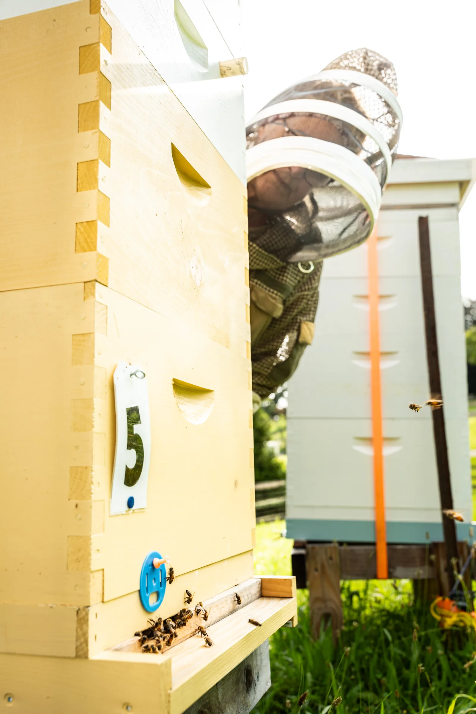 Ann Isenberg beekeeper