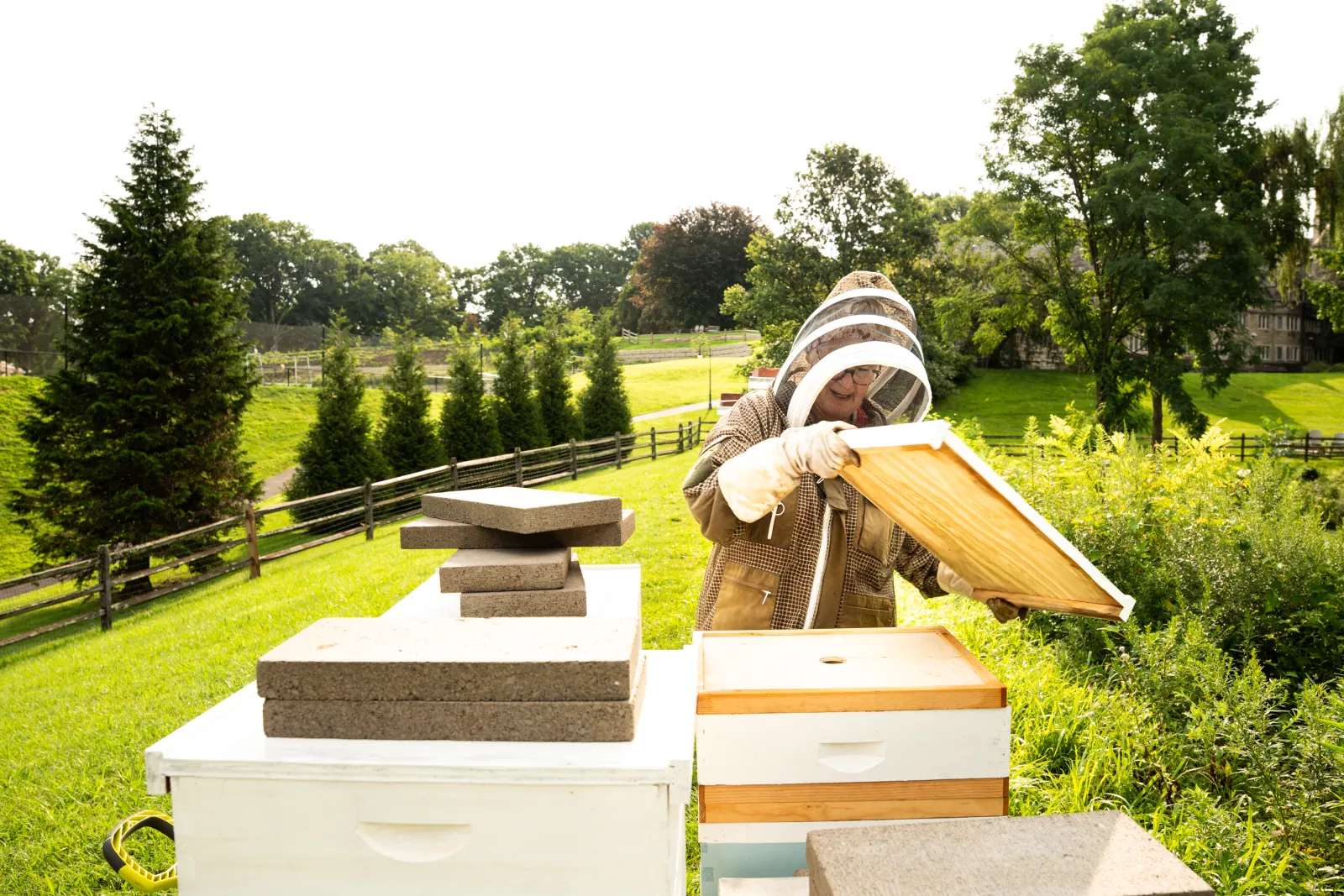 Ann Isenberg beekeeper