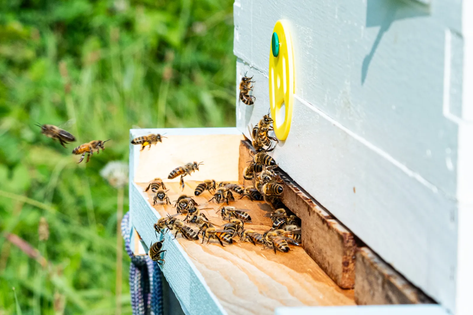 Bees