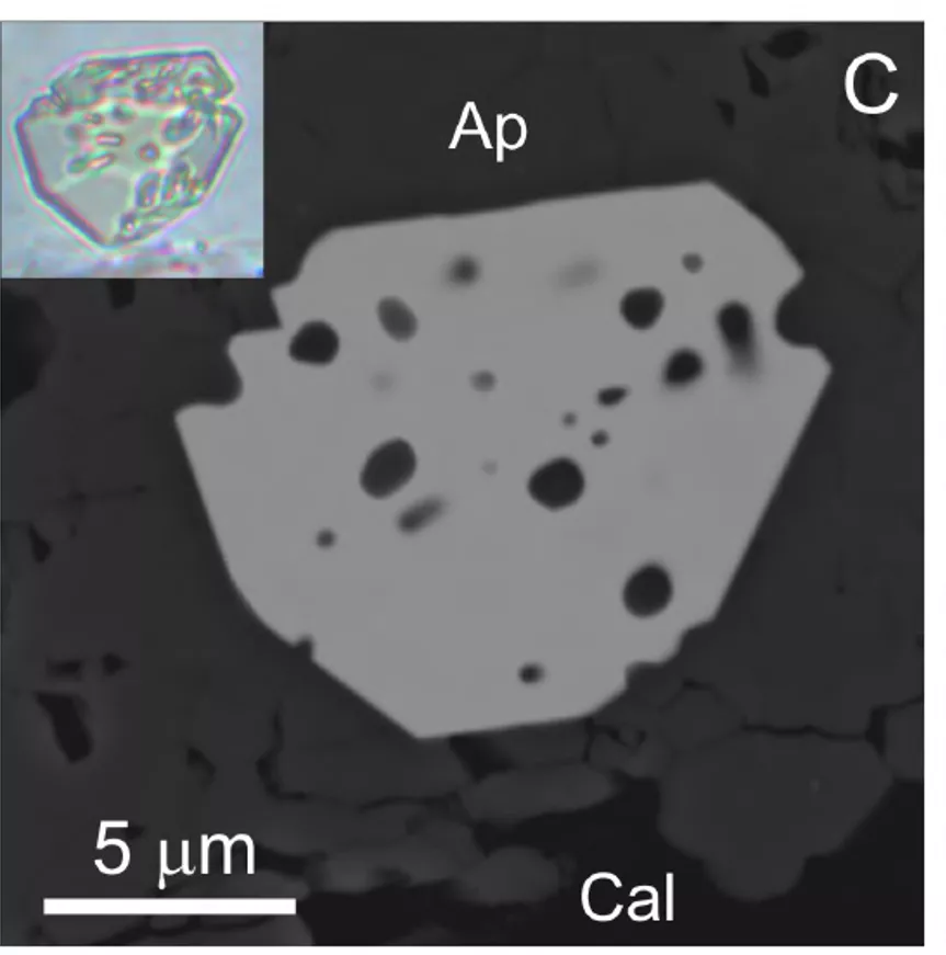 An image of back-scattered electrons off of the new mineral (optical view of the mineral in insert).…