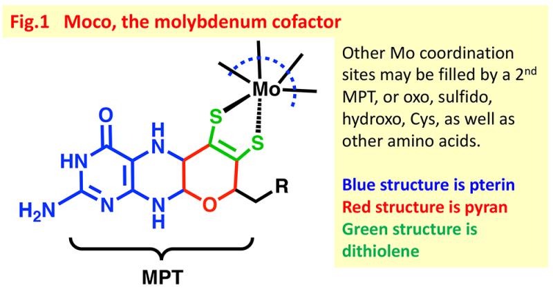 molybdenum cofactor structure