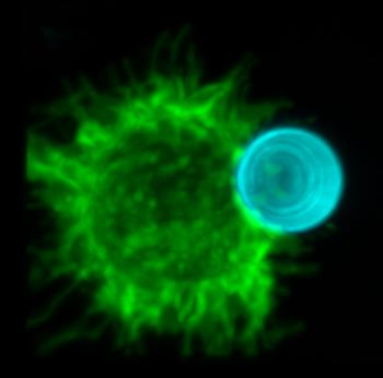 A microscopic view of a phagocyte.