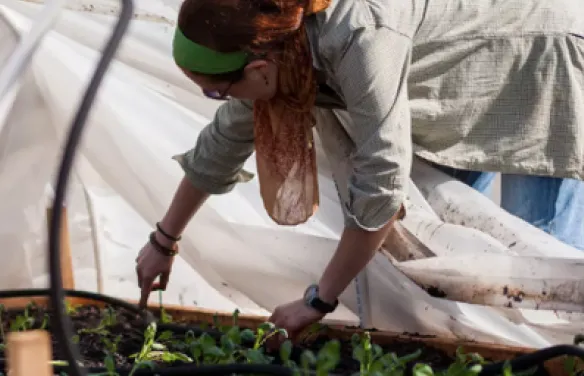 Sustainabiity Impact Report - Community Gardens 2