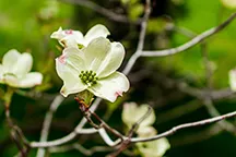 Dogwood